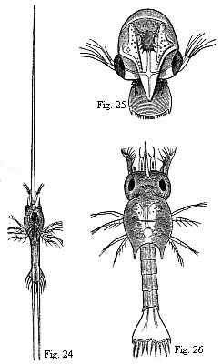 Fig. 24. Zoëa of
Porcellana stellicola, F. Müll. Magnified. Fig. 25. Zoëa of the Tatuira
(Hippa emerita), magnified. Fig. 26. Zoëa of a small Hermit Crab, magnified .