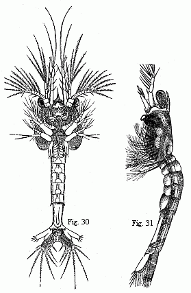 Fig. 30. Older Zoëa
of the same Prawn, magnified. Fig. 31. Mysis-form of the same Prawn, magnified.