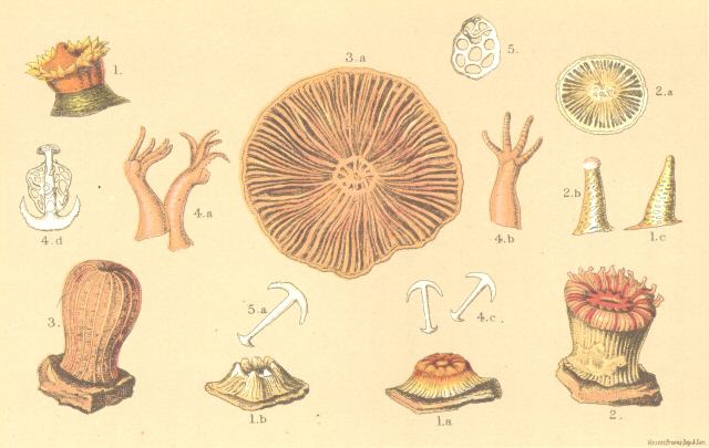 Plate 5: Balanophyllea Regia etc.