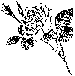 Die Rose