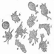 Fig.12 Mobile
cells from the inflamed eye of a frog.