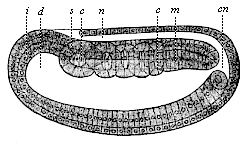 Fig.124. Longitudinal
section of the coelomula of amphioxus.