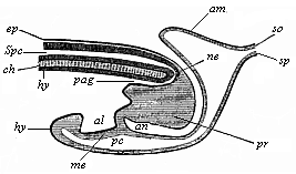 Fig.129. Longitudinal
section of the hinder end of a chick.