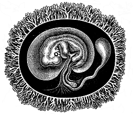 Fig.194. Human embryo
with its membranes, six weeks old.