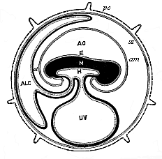 Fig.195. Diagram of the
embryonic organs of the mammal (foetal membranes and appendages).