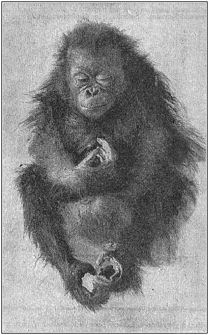 Fig.204. Young orang (Satyrus
orang), asleep.