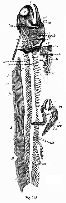 Fig.248. Fossil Permian
primitive fish (Pleuracanthus Dechenii), from the red sandstone of
Saarbrücken.