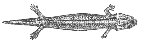 Fig.263. Fossil mailed
amphibian, from the Bohemian Carboniferous (Seeleya).