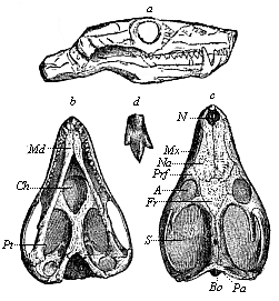 Fig.267. Skull of a
Triassic theromorphum (Galesaurus planiceps), from the Karoo formation in South
Africa.