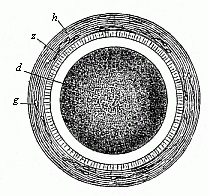 Fig.28 Stem-cell of a
rabbit.