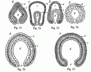 Fig.30 Gastrula of a very simple
primitive-gut animal or gastræad. Fig. 31 Gastrula of a worm. Fig.
32 Gastrula of an echinoderm. Fig. 33 Gastrula of an arthropod. Fig.
34 Gastrula of a mollusc. Fig. 35 Gastrula of a vertebrate.