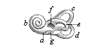 Fig. 321. The bony
labyrinth of the human  ear (left side).