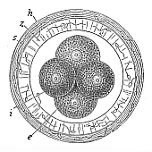 Fig. 70 The first four segmentation-cells of the mammal
ovum (from the rabbit).