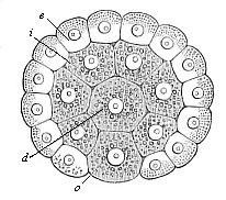 Fig.72. Gastrula of the
placental mammal (epigastrula from the rabbit), longitudinal section through
the axis.