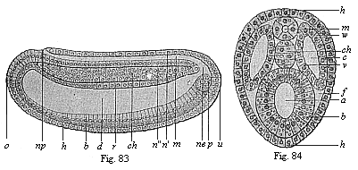 Figs. 83 and 84. Chordula of the amphioxus.