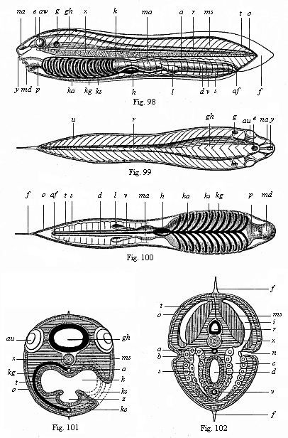 Figs. 98-102. The ideal primitive
vertebrate (prospondylus). Diagram.