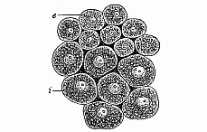 Fig. 37--Cells from the two primary germinal layers