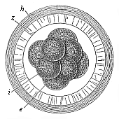 Mammal ovum with eight segmentation-cells (from the rabbit).