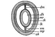 Section of a young sagitta.