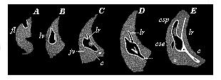 Development of the auscultory labyrinth of the chick, in five successive stages (A to E).