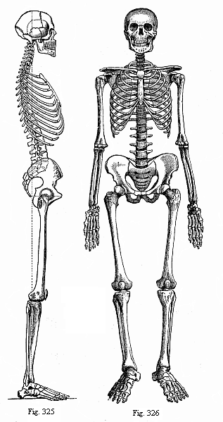 Fig. 325. The human skeleton from the right. Fig. 326. The human skeleton. Front.