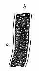 A piece of the axial rod (chorda dorsalis), from a sheep embryo.