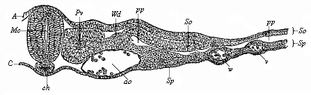 Transverse section of the trunk of a chick-embryo, forty-five hours old.