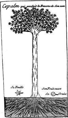 Sweet Gum or Liquid-Amber