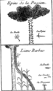 TOP: Passion Thorn or Honey Locust—BOTTOM: Bearded
Creeper