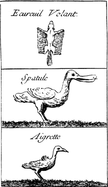 TOP: Flying Squirrel—MIDDLE: Roseate
Spoon-bill—BOTTOM: Snowy Heron